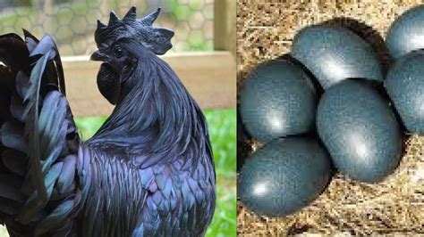 black egg chickens|black chicken eggs for sale.